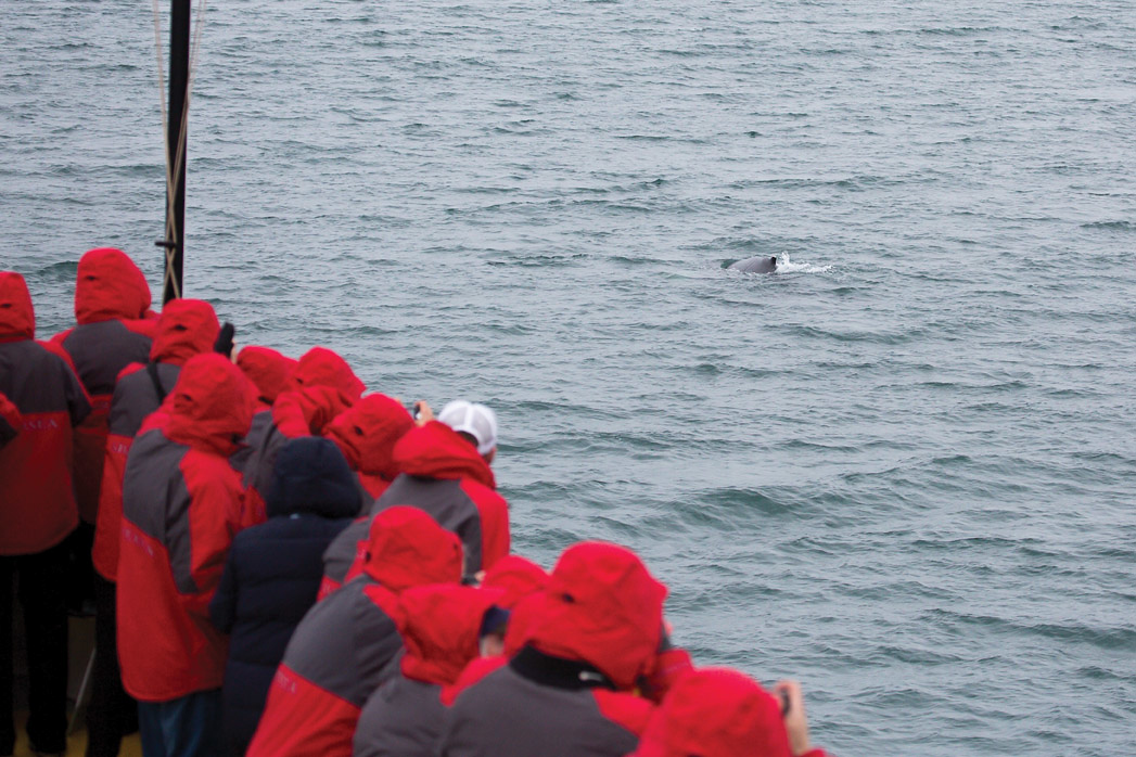 Silversea - Silver Muse - Whale Watching 1.jpg